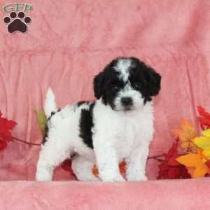 Diana, Bich-Poo Puppy